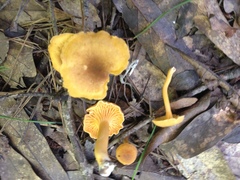 Cantharellus appalachiensis