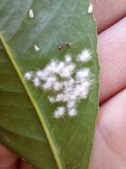 Aleurothrixus floccosus