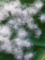 Aleurothrixus floccosus