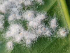 Aleurothrixus floccosus