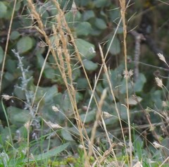 Helictochloa bromoides