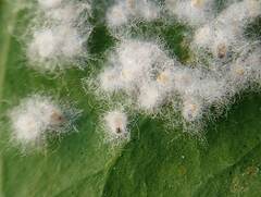 Aleurothrixus floccosus