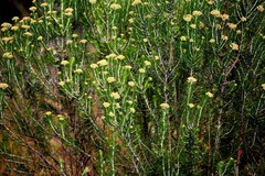 Ozothamnus turbinatus