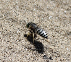 Bembix americana spinolae