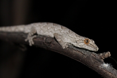 Strophurus intermedius