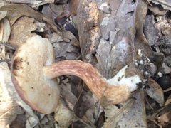 Xanthoconium purpureum