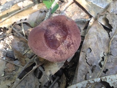 Xanthoconium purpureum