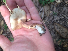 Xanthoconium purpureum