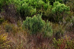 Ozothamnus turbinatus