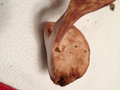 Xanthoconium purpureum