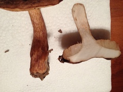 Xanthoconium purpureum