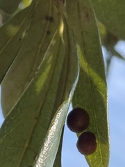 Belonocnema treatae