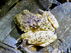 Oreobates quixensis