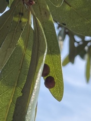 Belonocnema treatae