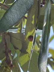 Belonocnema treatae
