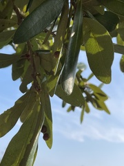 Belonocnema treatae