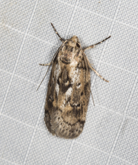 Philobota baryptera