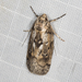 Philobota baryptera - Photo (c) Ian McMillan, some rights reserved (CC BY-NC), uploaded by Ian McMillan