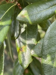 Belonocnema treatae