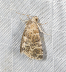 Eublemma glaucochroa