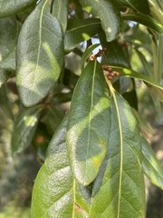 Belonocnema treatae