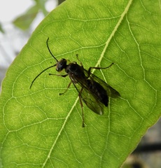 Auplopus mellipes