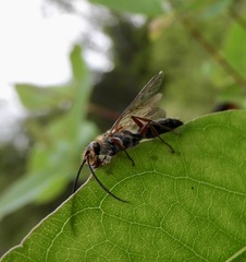 Auplopus mellipes