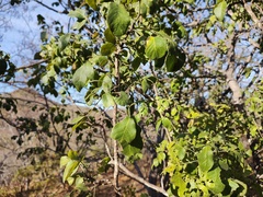 Karwinskia humboldtiana