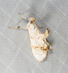 Eudaimonisma batchelorella