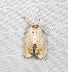 Eudaimonisma batchelorella