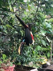 Pteroglossus castanotis