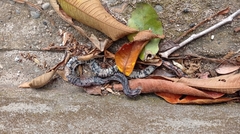 Amphisbaena fuliginosa bassleri