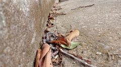 Amphisbaena fuliginosa bassleri