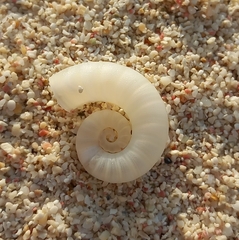 Spirula spirula
