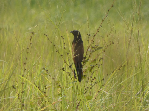 Black Coucal (Centropus grillii), photo 10