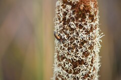 Ecnolagria rufescens