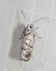 Lichenaula onychodes