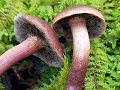 Hypholoma lateritium