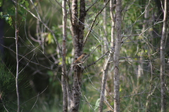 Cincloramphus timoriensis