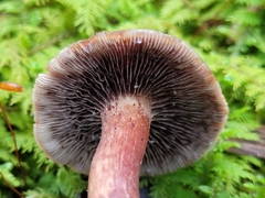 Hypholoma lateritium
