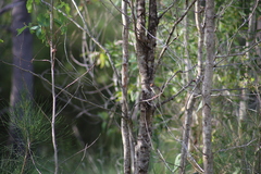 Cincloramphus timoriensis