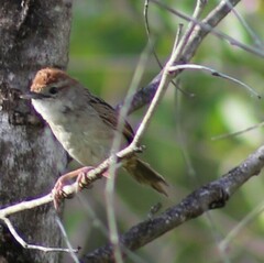 Cincloramphus timoriensis