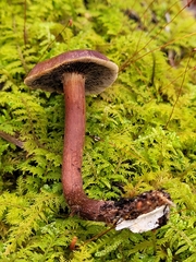 Hypholoma lateritium