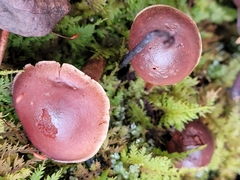 Hypholoma lateritium