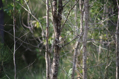 Cincloramphus timoriensis