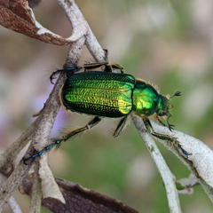 Diphucephala colaspidoides