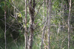 Cincloramphus timoriensis