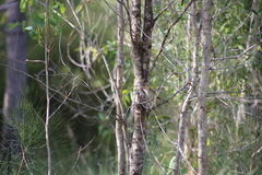 Cincloramphus timoriensis