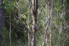 Cincloramphus timoriensis