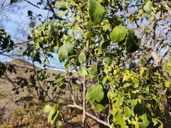 Karwinskia humboldtiana
